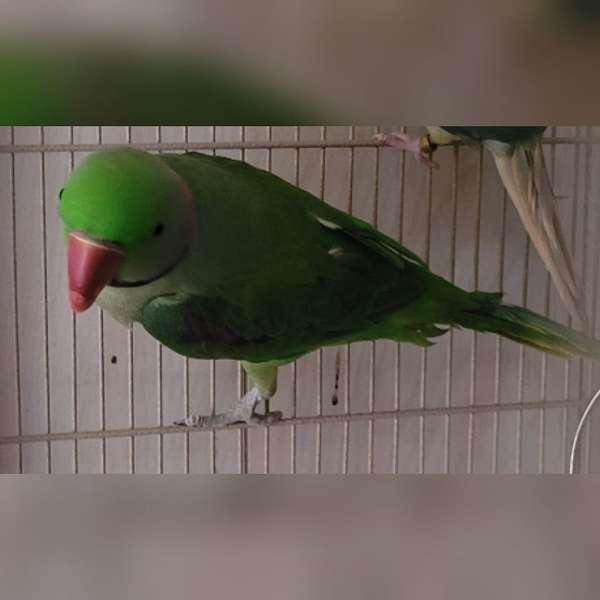 parrot-for-sale-in-mathis-tx
