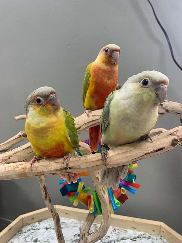 green-red-bird-for-sale-in-flower-mound-tx