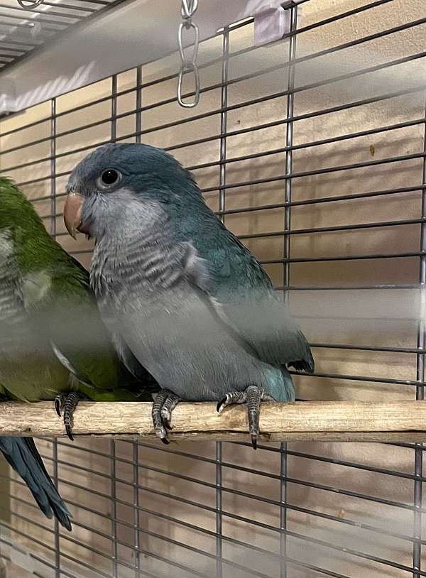 playful-tame-parrot-quaker-parrots-for-sale