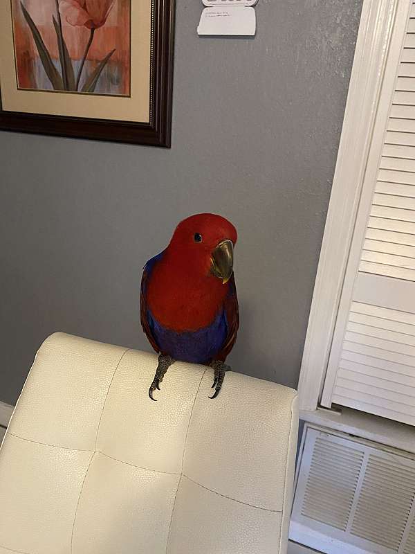 eclectus-parrots-for-sale-in-tampa-fl