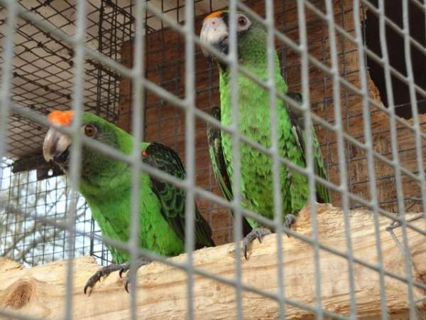 medium-jardines-poicephalus-parrots-for-sale