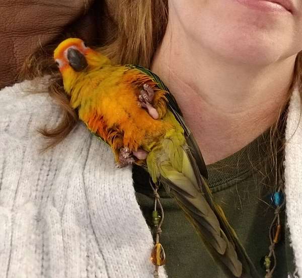 orange-yellow-parrot-for-sale