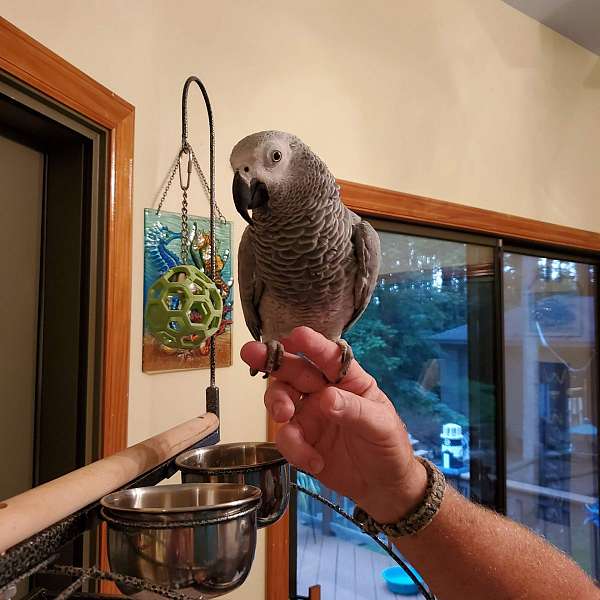 african-grey-parrot-parrot-for-sale-in-washington-nc