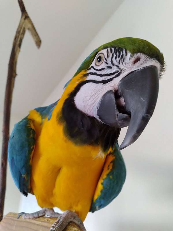macaw-for-sale-in-bella-vista-ar