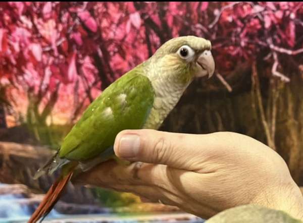 cinnamon-green-cute-tame-bird-for-sale