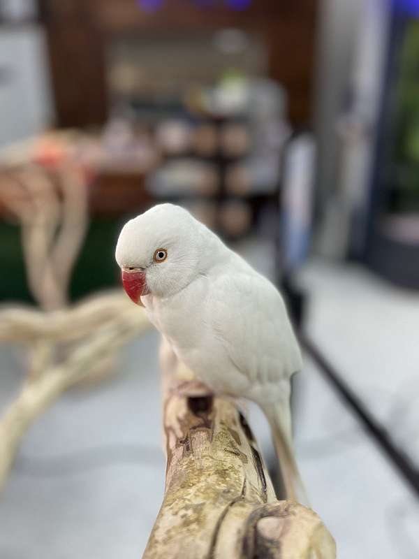 albino-bird-for-sale-in-flower-mound-tx