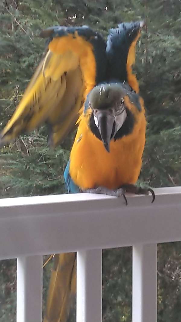 macaw-for-sale-in-landisburg-pa
