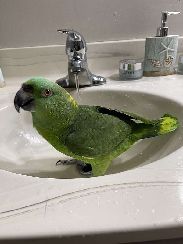 amazon-parrot-for-sale-in-federal-way-wa