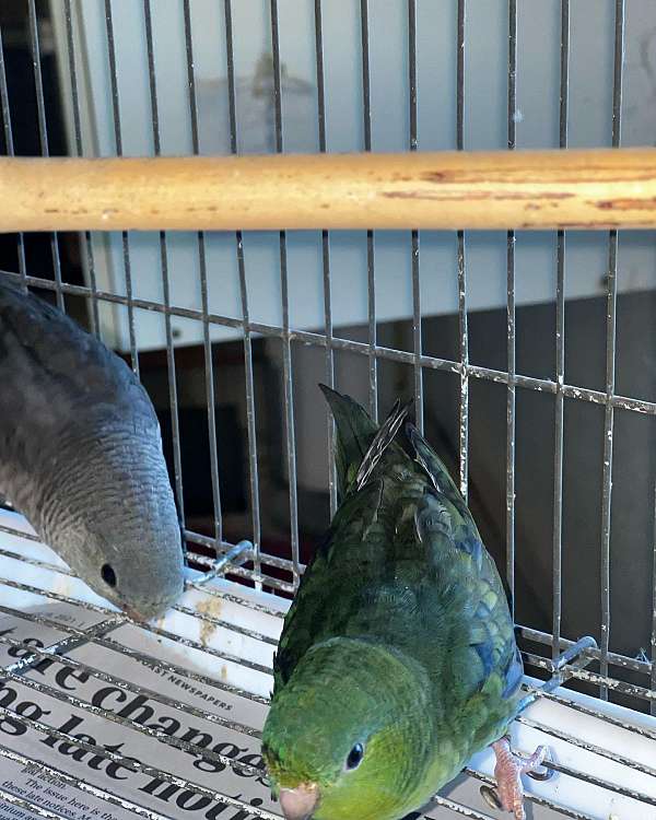 lineolated-parakeet-for-sale-in-lake-worth-fl