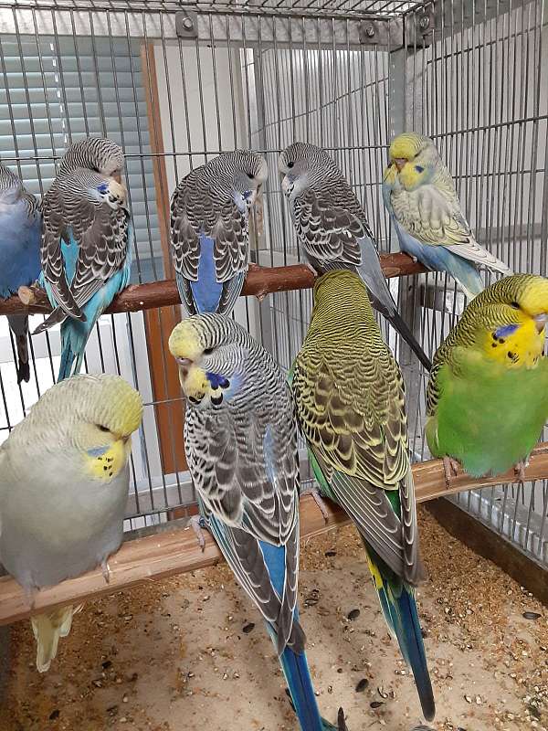 parakeet-for-sale-in-marysville-oh