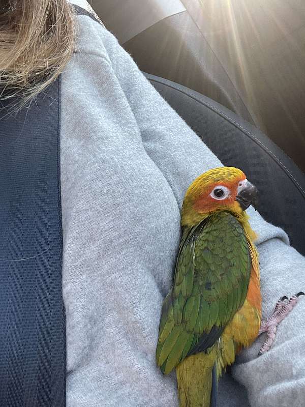 conure-sun-conure-for-sale-in-miller-place-ny