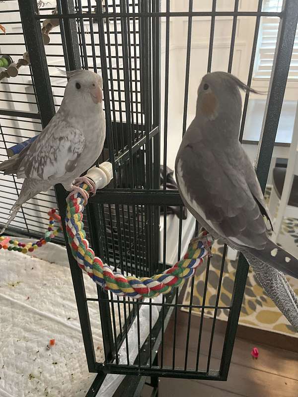 cockatiel-for-sale-in-miller-place-ny