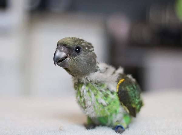 meyers-poicephalus-parrots-for-sale