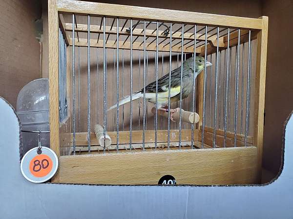 spanish-timbrado-canary-for-sale