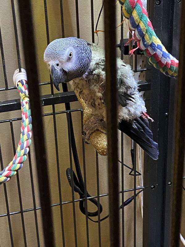 playful-talking-congo-african-grey-parrot-for-sale