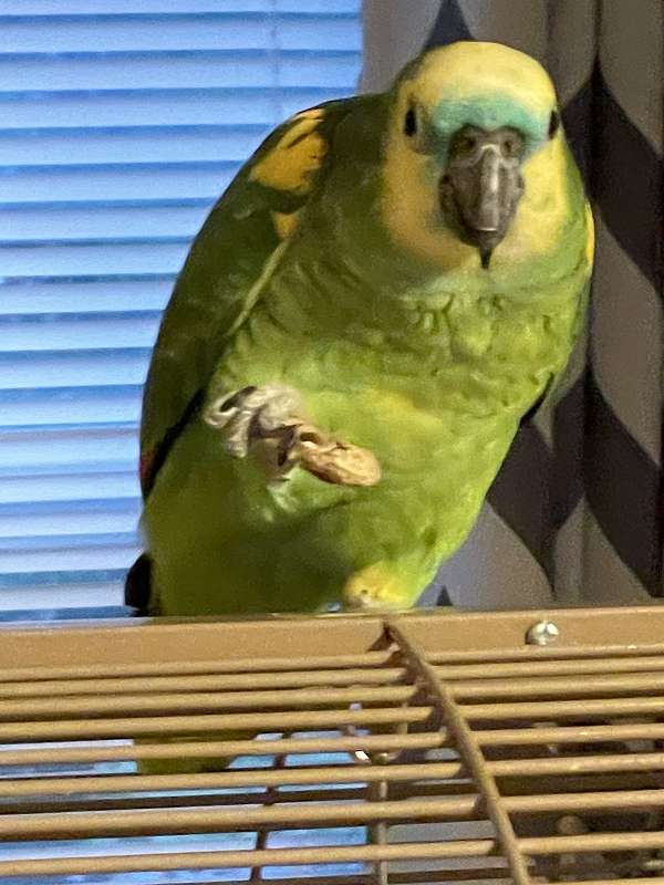 amazon-parrot-for-sale-in-south-carolina