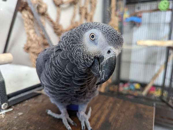 pet-singing-congo-african-grey-parrot-for-sale