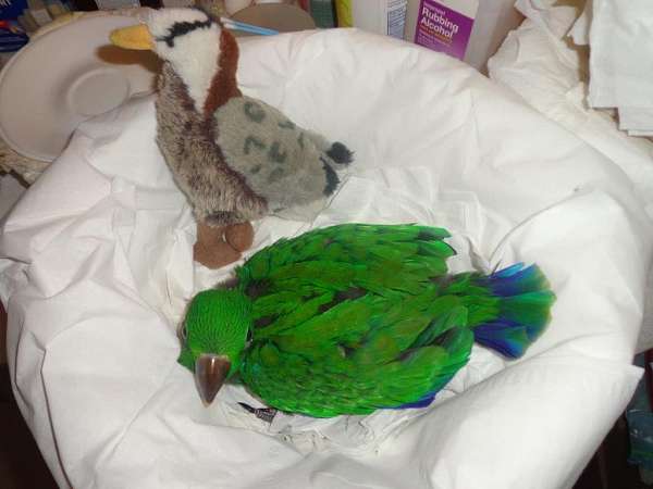 blue-vosmaeri-eclectus-parrots-for-sale