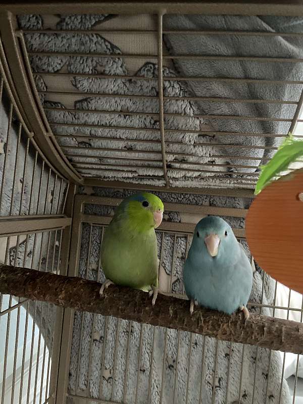 parrotlet-for-sale-in-miller-place-ny
