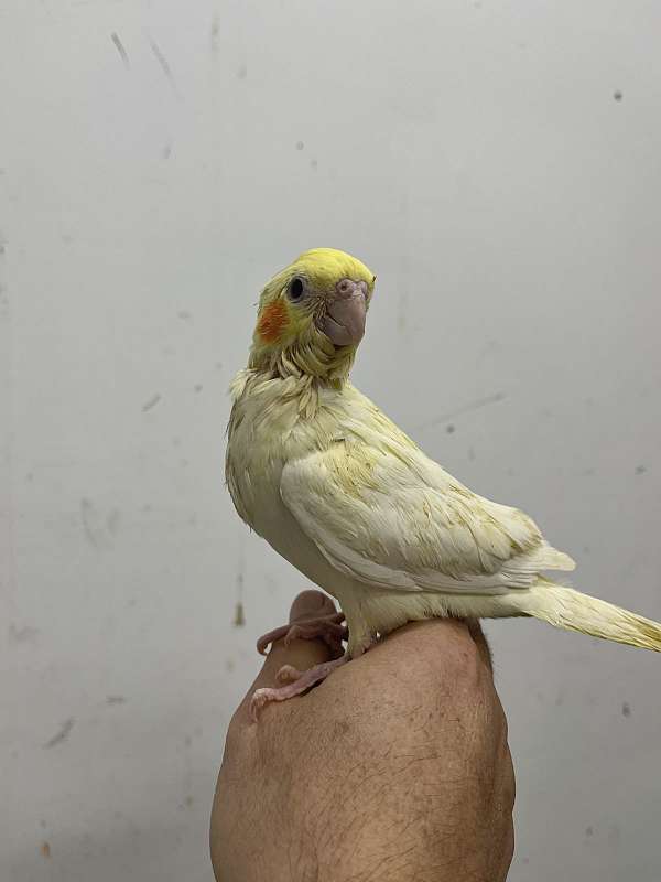 lutino-bird-for-sale-in-columbia-md