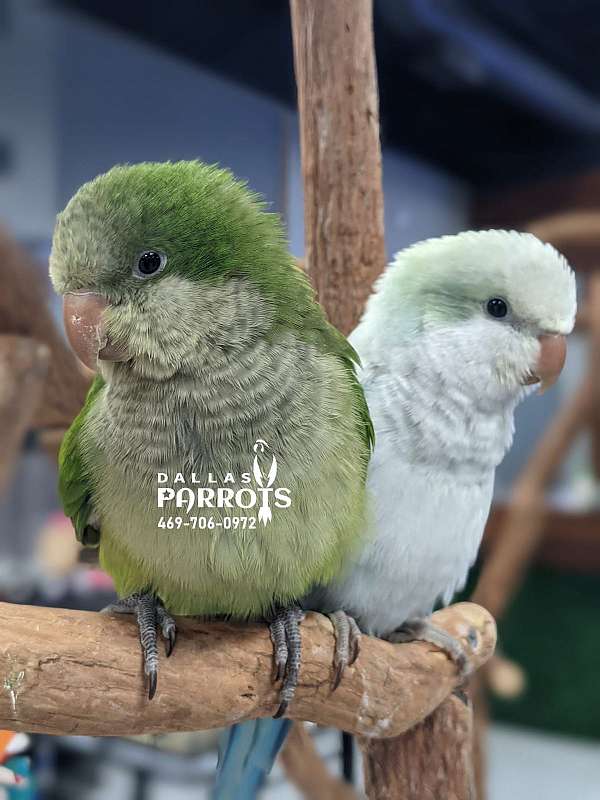 conure-for-sale-in-flower-mound-tx