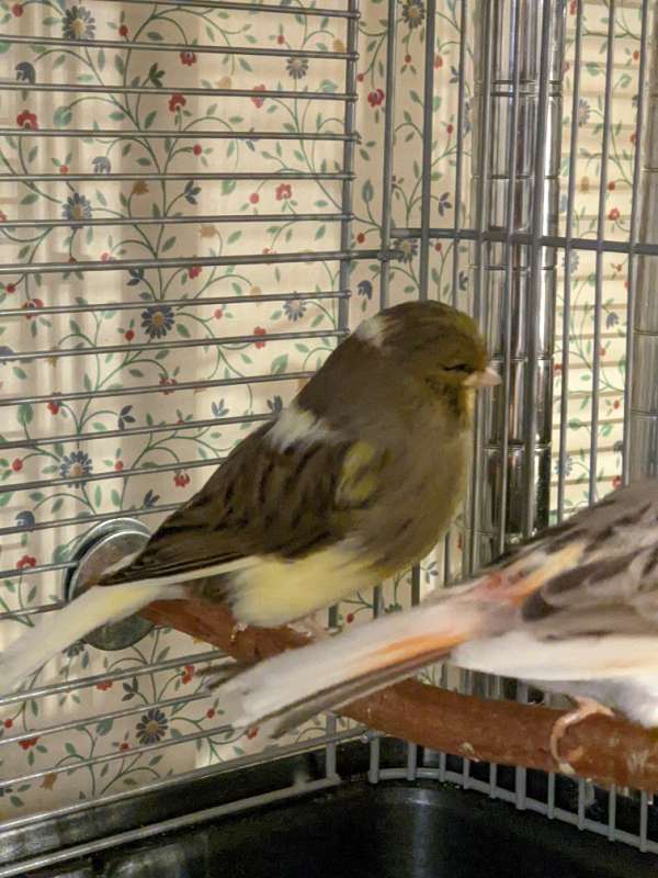 male-gloster-canary-for-sale