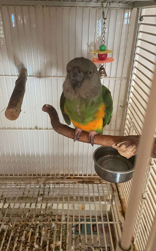 quiet-tame-parrot-for-sale
