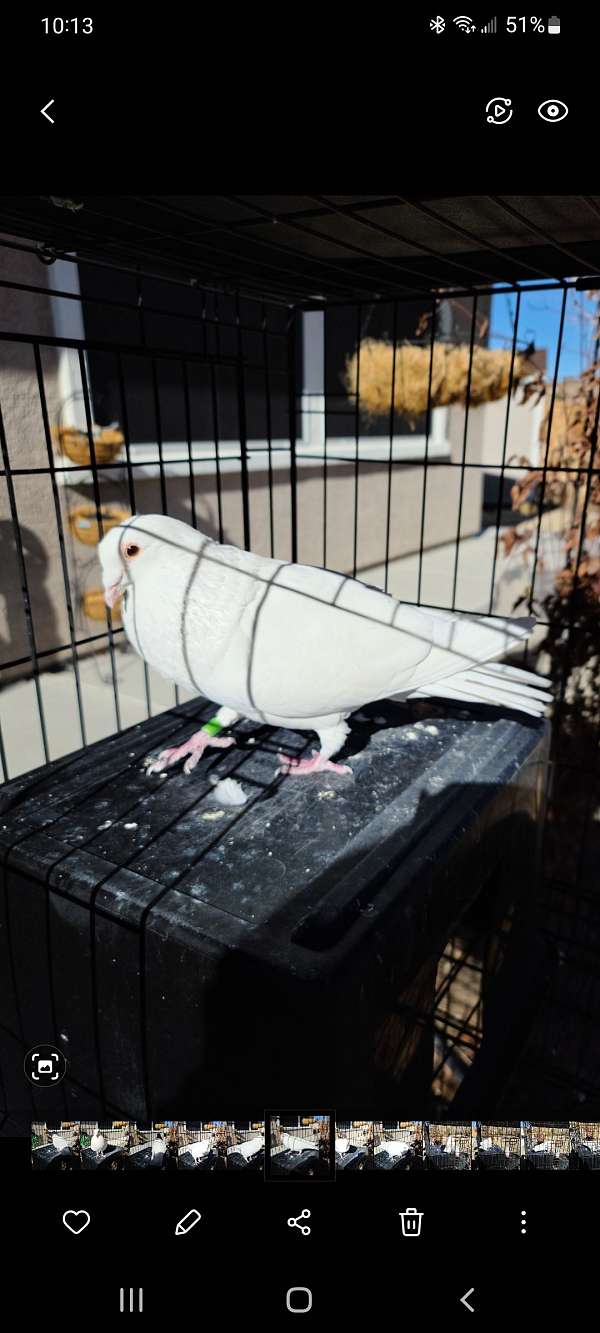 homing-pigeon-for-sale-in-sparks-nv