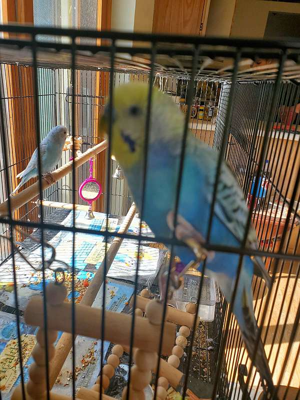 blue-pearl-parakeet-for-sale