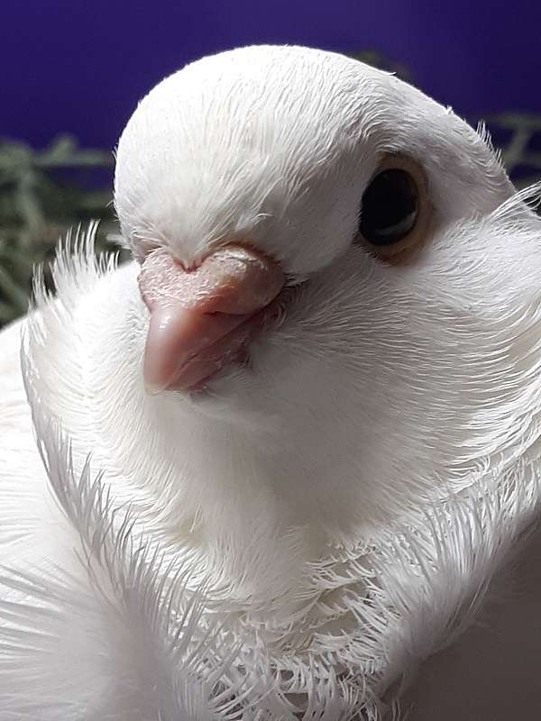 white-owl-pigeon-for-sale