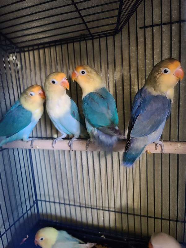 lovebird-for-sale