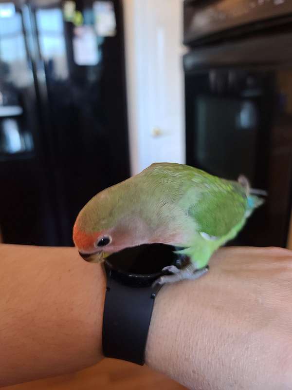 lovebird-for-sale