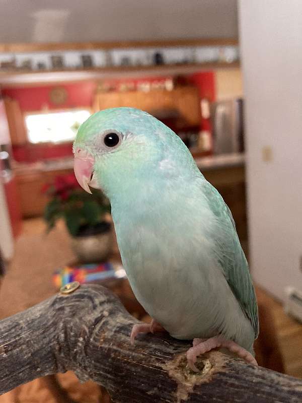 parrotlet-for-sale