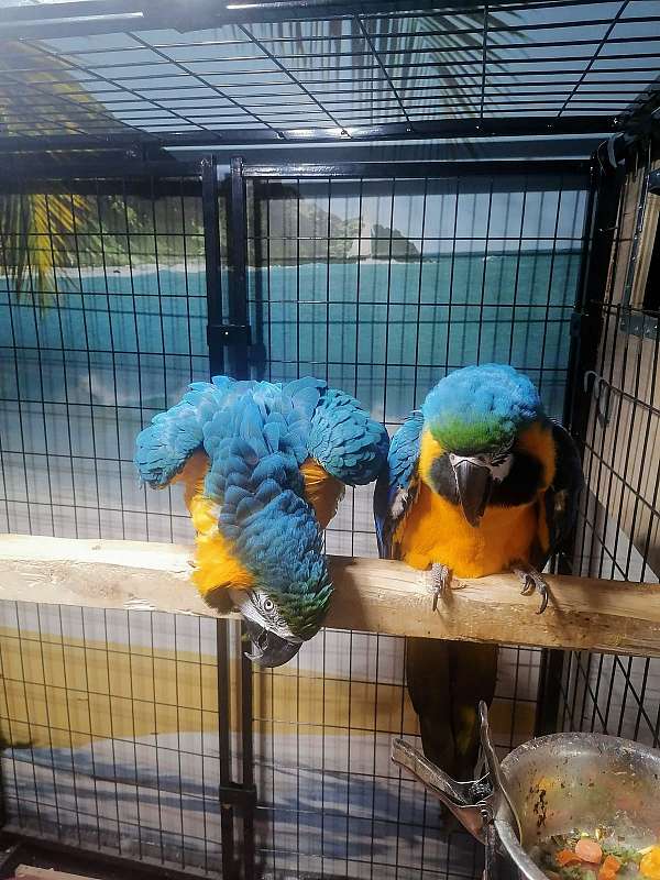 adult-blue-gold-macaw-for-sale