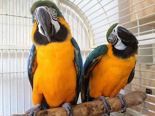 blue-gold-bird-for-sale