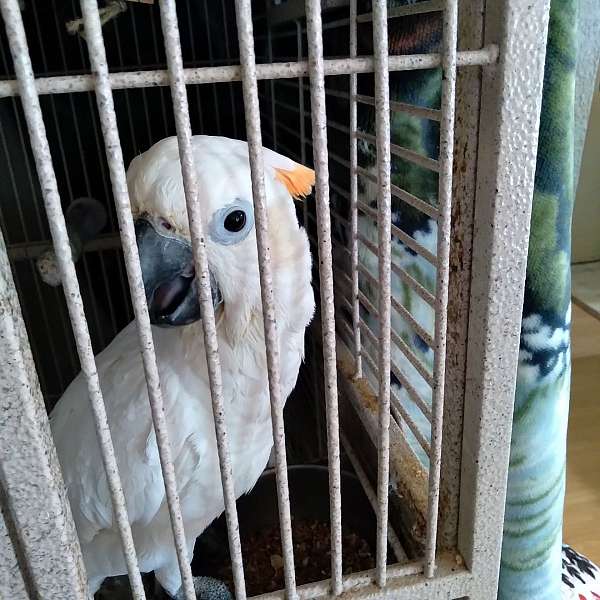 cockatoo-for-sale-in-houston-tx