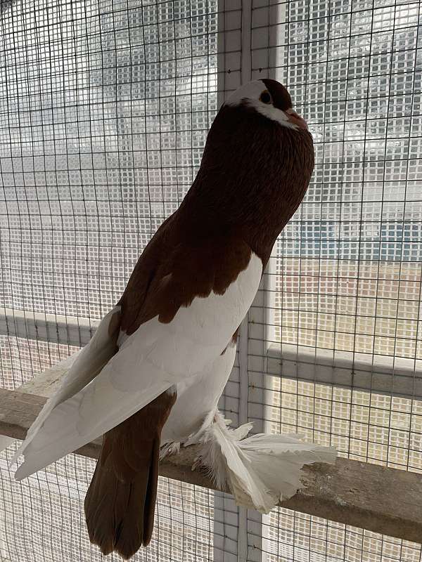 brown-white-exotic-tame-bird-for-sale