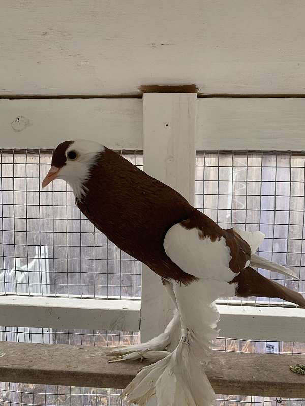 brown-white-tame-bird-for-sale