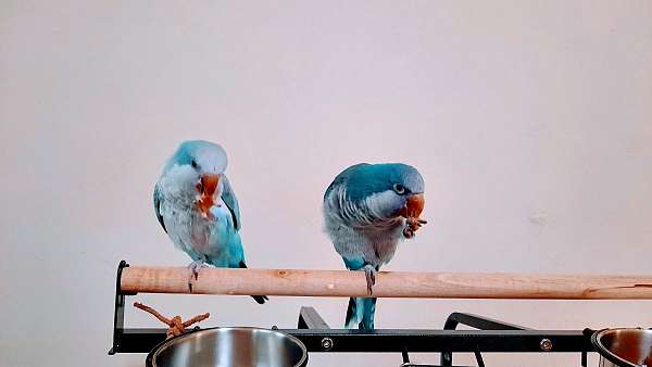 blue-cinnamon-bird-for-sale-in-florida