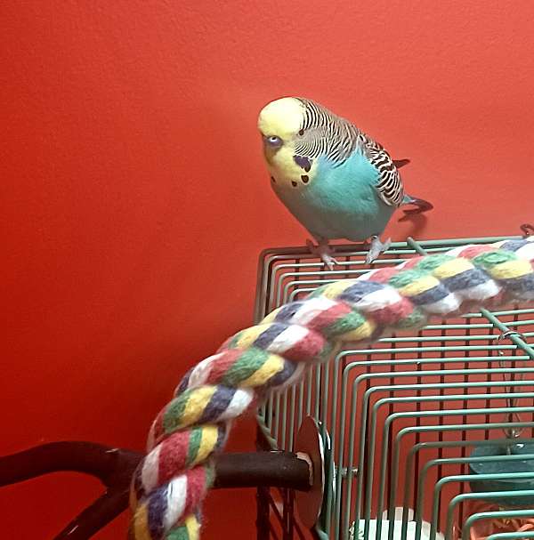 blue-yellow-bird-for-sale-in-maryland