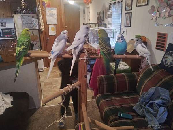 parakeet-for-sale-in-prince-george-va