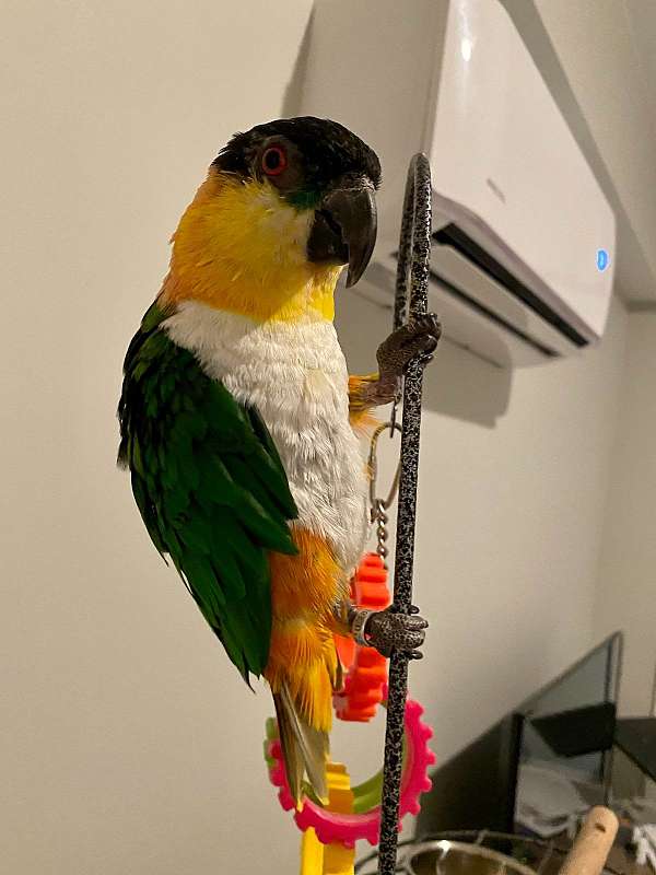 black-headed-caique-for-sale-in-leland-nc