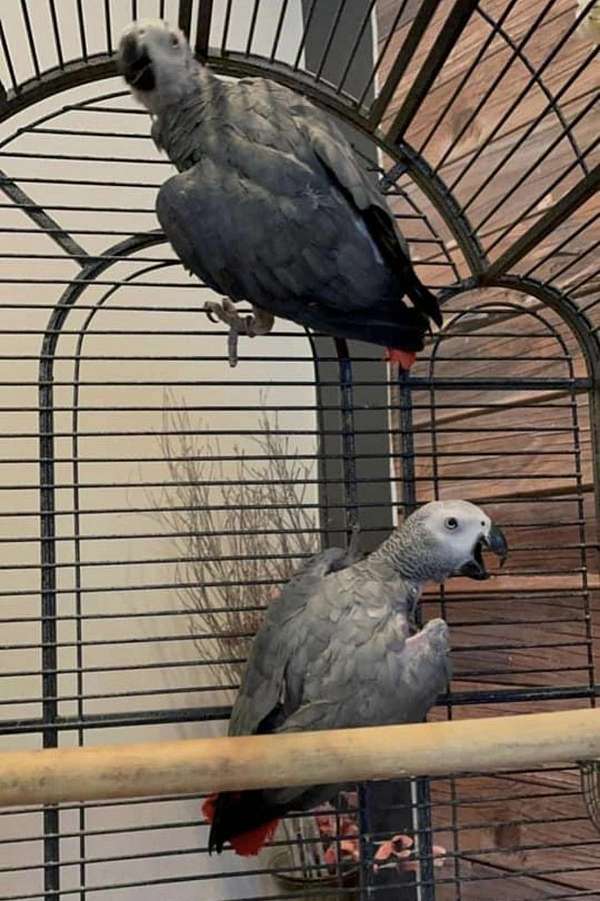 african-grey-parrot-for-sale-in-bayonne-nj