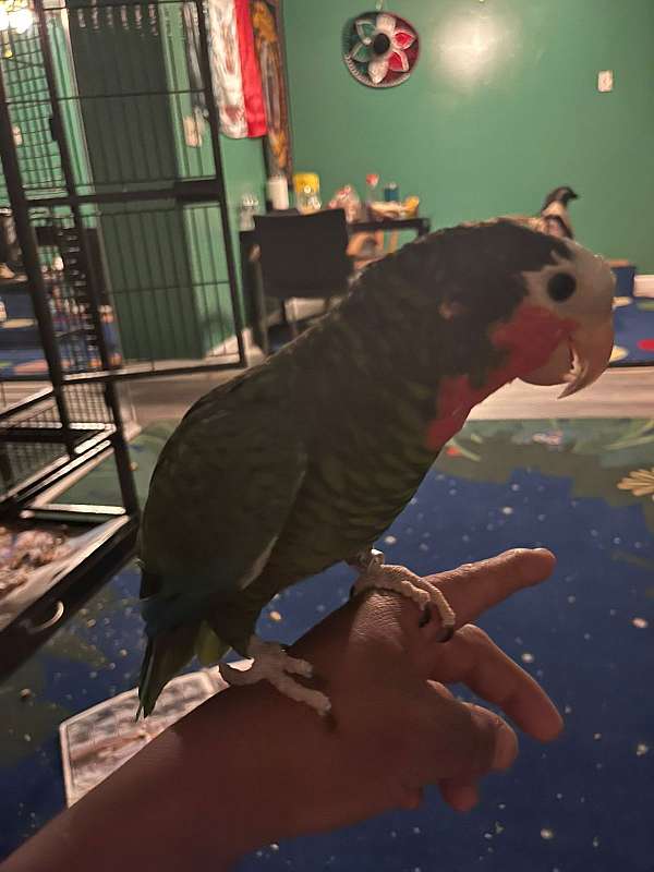 cuban-amazon-parrot-for-sale-in-manassas-va