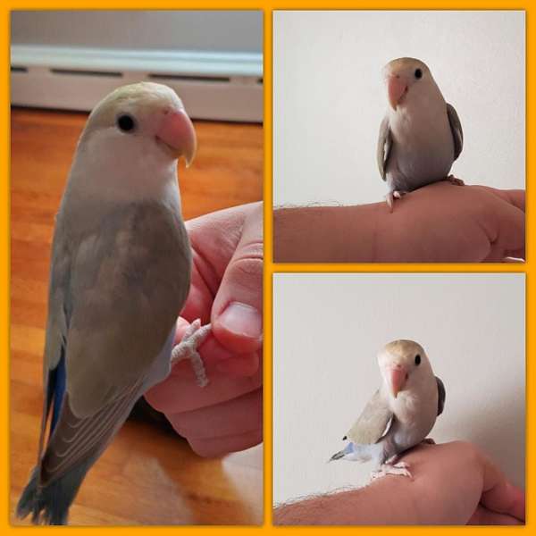 tame-bird-for-sale-in-dudley-ma