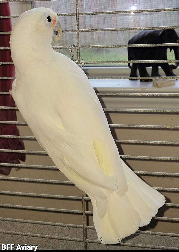 cockatoo-goffin-cockatoo-for-sale-in-houston-tx