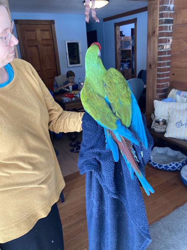 rare-military-macaw-for-sale