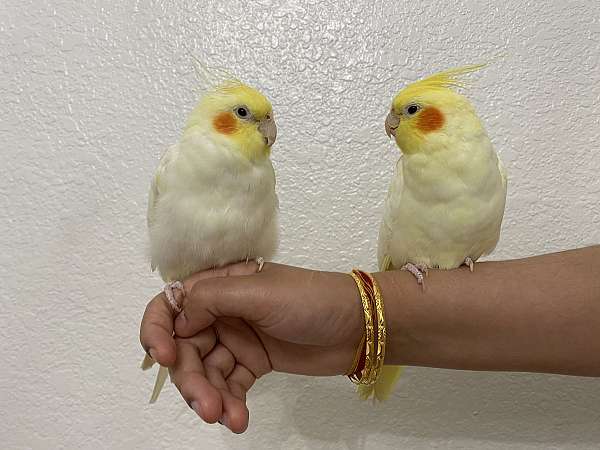 cockatiel-for-sale-in-daly-city-ca
