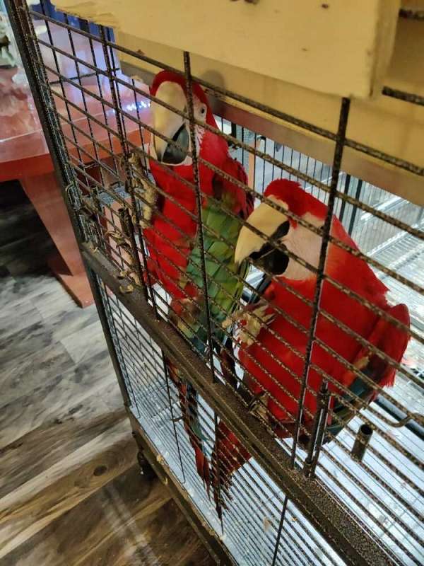 green-wing-macaw-for-sale-in-aurora-il