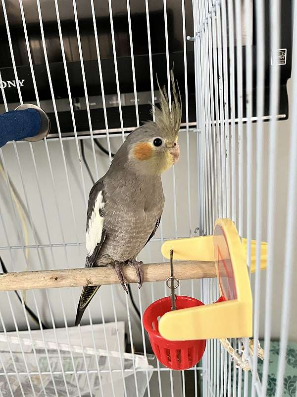 cute-playful-bird-for-sale-in-westfield-ma